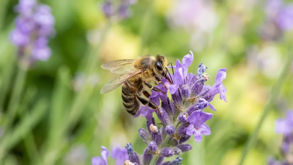 Une abeille rayée butine une fleur de lavande violette sur un arrière-plan flou.