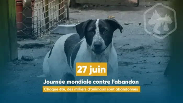 À Lyon, les vacances exposent les animaux à l’abandon