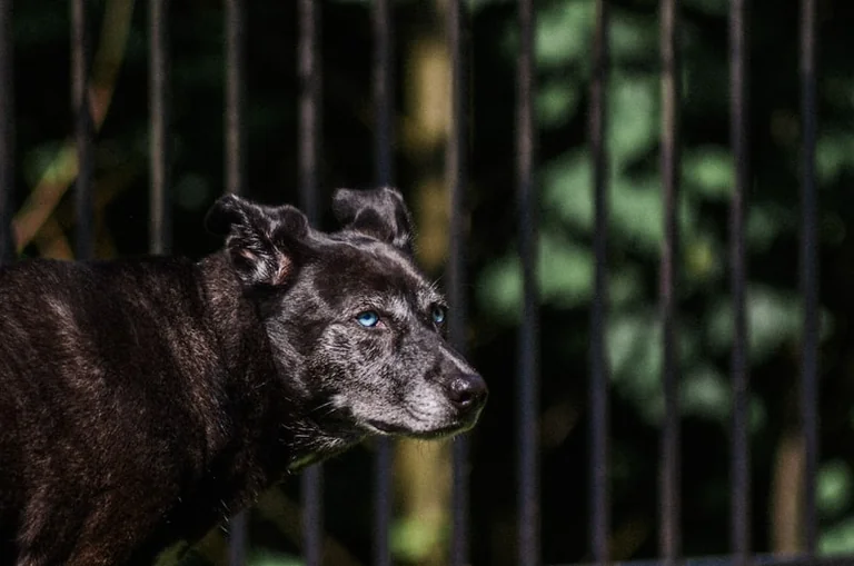 À Lyon, les vacances exposent les animaux à l’abandon