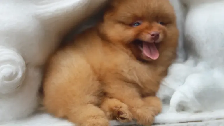 Un chiot Spitz nain de couleur orange bâillant dans un environnement domestique.