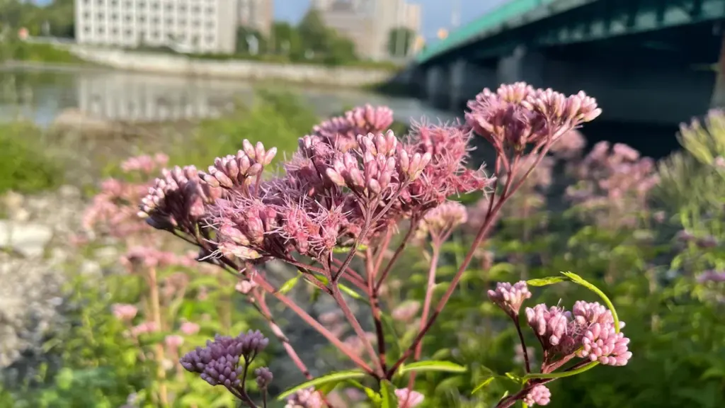 Gros plan sur une fleur rose printanière en milieu urbain à Brest.