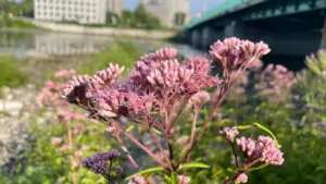 Gros plan sur une fleur rose printanière en milieu urbain à Brest.