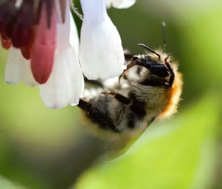 À Brest, les habitants ont choisi leur image de nature
