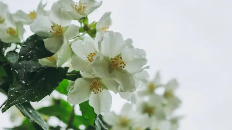 À Grasse, trois jours de fête autour du jasmin en juillet: ce qu’il faut retenir