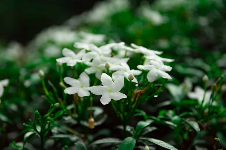 À Grasse, trois jours de fête autour du jasmin en juillet: ce qu'il faut retenir