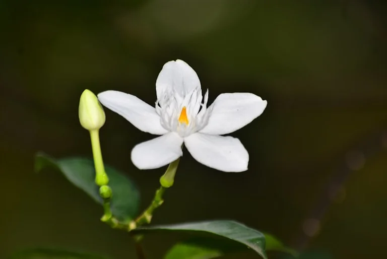 À Grasse, trois jours de fête autour du jasmin en juillet: ce qu'il faut retenir