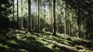 À Metz, les forêts du Grand Est face au climat dès le 28 juillet