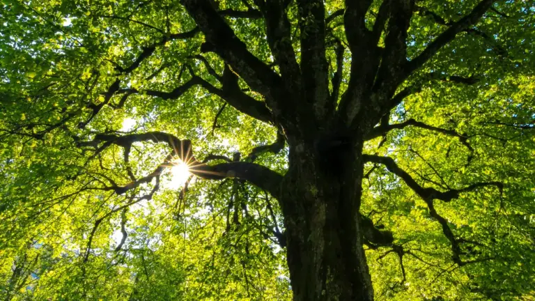 Arbre majestueux avec un feuillage dense et le soleil filtrant à travers les branches.