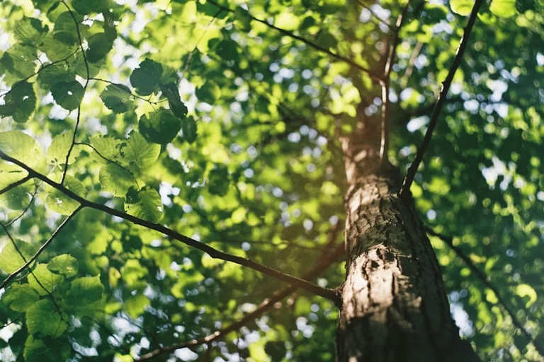 À Nice, « L’intelligence des arbres » se dévoile gratuitement: ce qu'il faut retenir