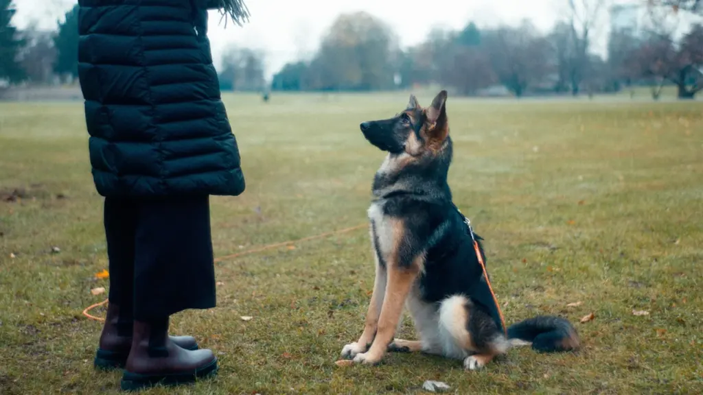 Montreuil : cours canin gratuit dès 4 mois le 31 juillet