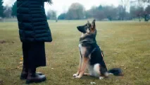 Montreuil : cours canin gratuit dès 4 mois le 31 juillet