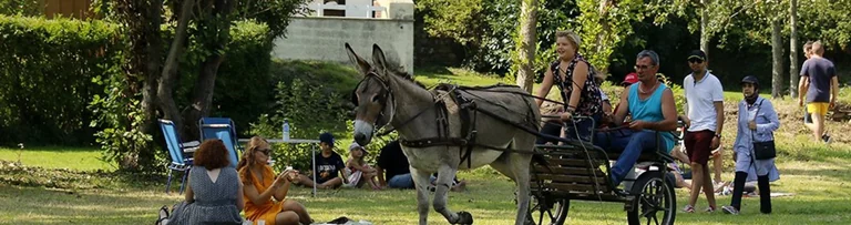 À Cherbourg, la Fête des ânes gratuite ce dimanche