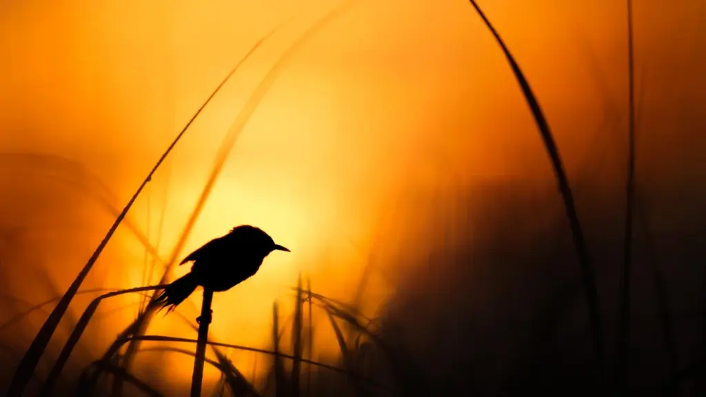 À Nîmes, le réveil des oiseaux se découvre gratuitement