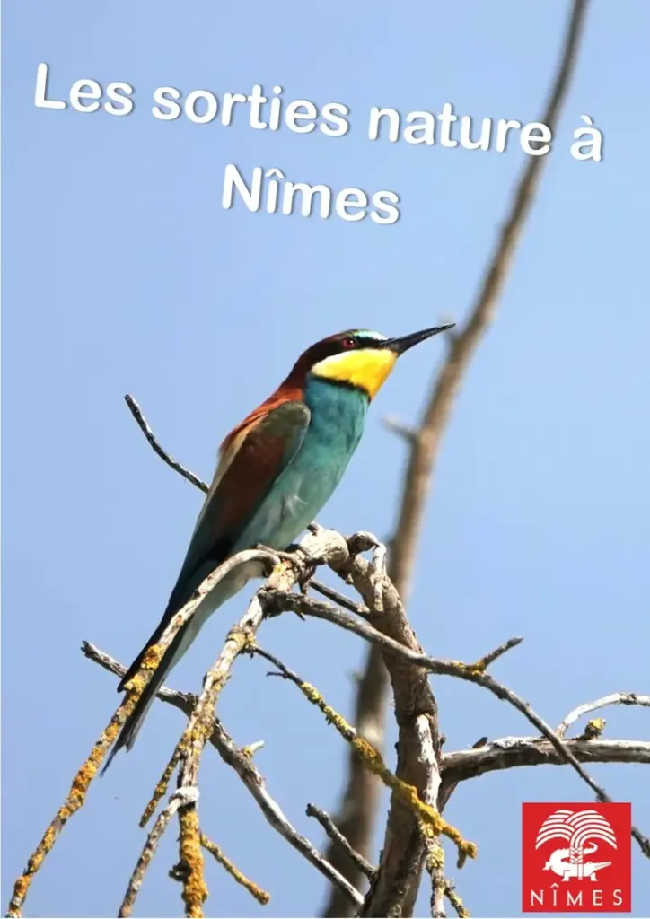 À Nîmes, le réveil des oiseaux se découvre gratuitement