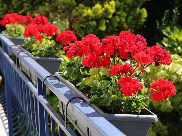 À Sevran, le moustique tigre gagne les jardins
