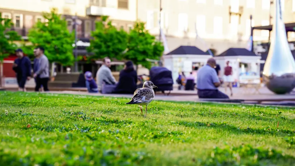 Bordeaux : animation oiseaux pour seniors à Bonnefin le 19 août