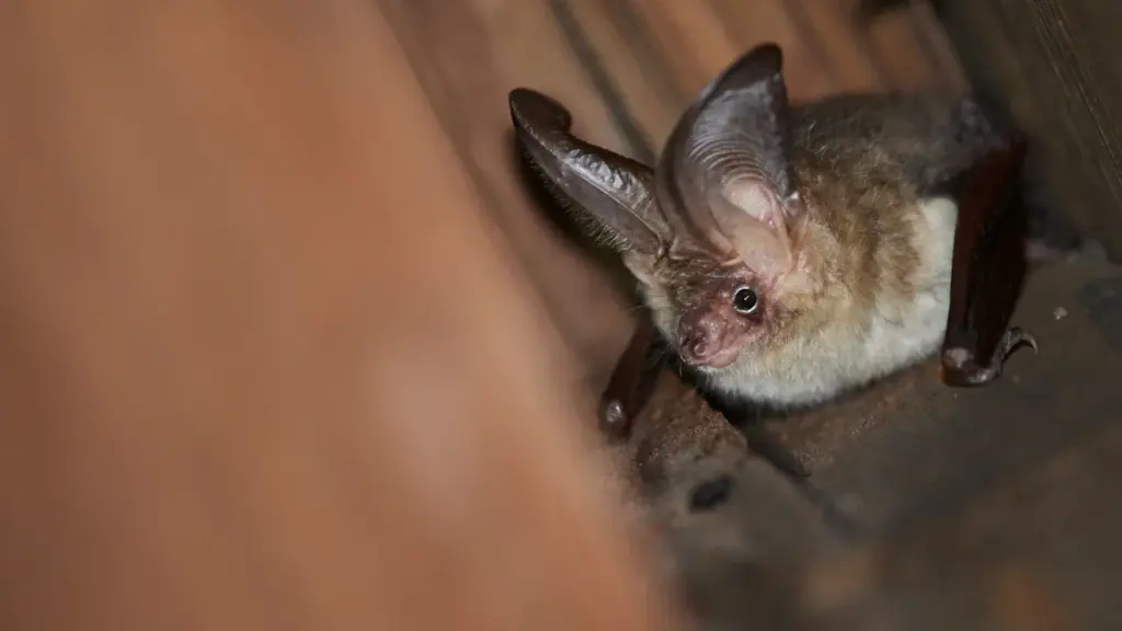 Chauves-souris à Lannion : sortie gratuite le 28 août