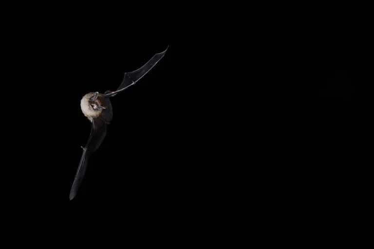 Chauves-souris à Lannion : sortie gratuite le 28 août