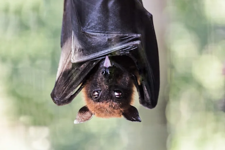Chauves-souris à Lannion : sortie gratuite le 28 août