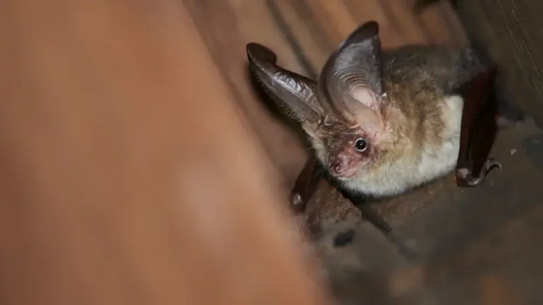 Soirée chauve-souris près de Bordeaux : sortie gratuite