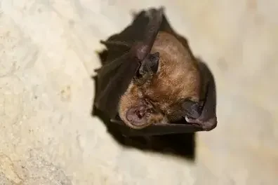 Soirée chauve-souris près de Bordeaux : sortie gratuite