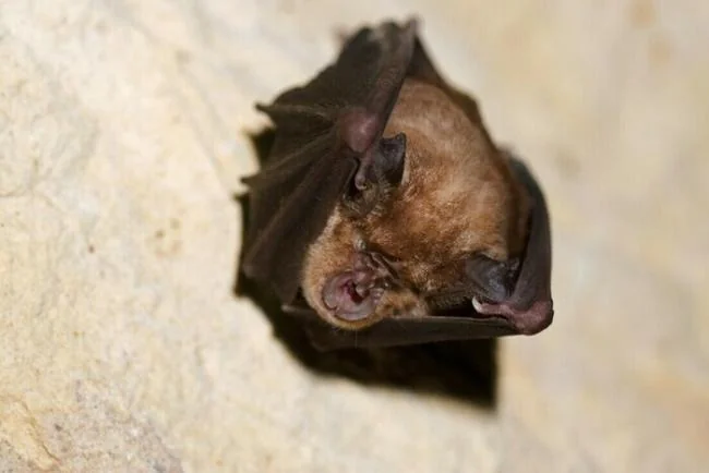 Soirée chauve-souris près de Bordeaux : sortie gratuite