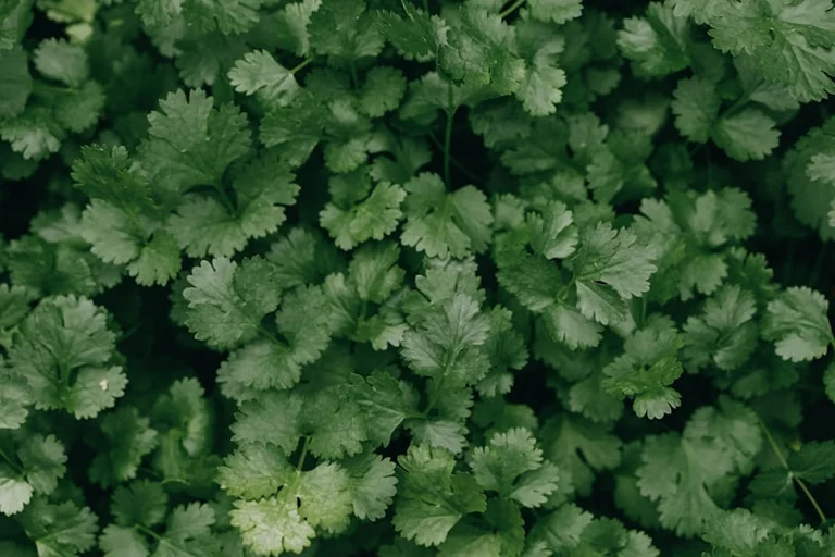 Zoom sur les aromates à Grand Quevilly : gratuit le 17 août