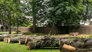 Des arbres abattus et tronçonnés dans un parc public après un violent orage.