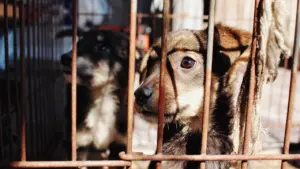 Saint-Étienne : un salon pour adopter un animal le 17 octobre