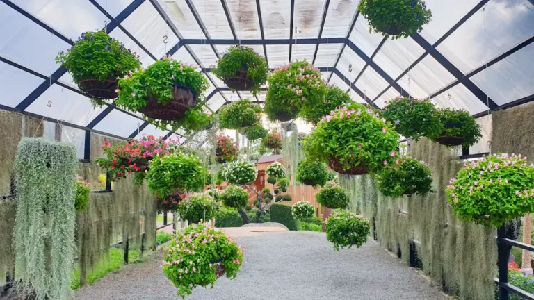 Jardin suspendus à Saint-Étienne : une expo gratuite au musée