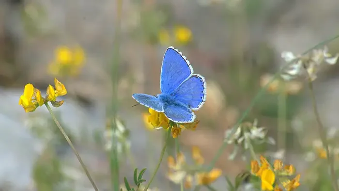 Lyon lance un appel à projets pour la biodiversité urbaine